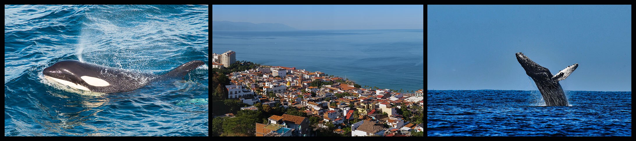 Images of whales and Puerto Vallarta