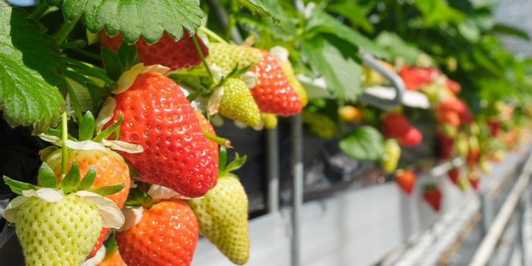 Plant-to-Plate Luncheon