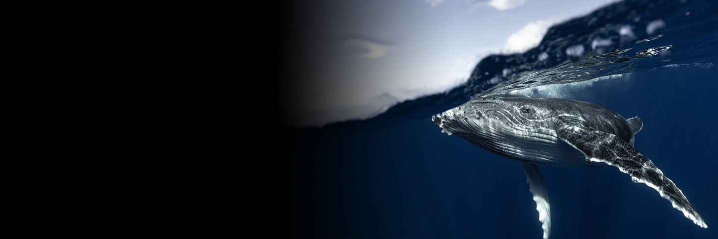 Have a Whale of a Good Time in Puerto Vallarta