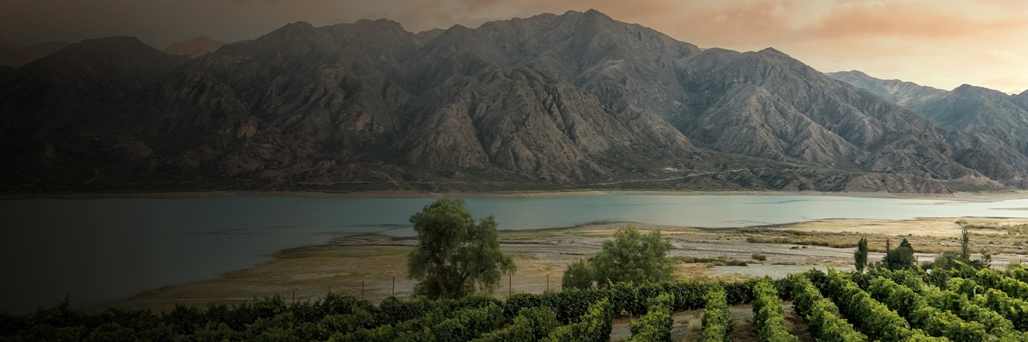 South American Wines