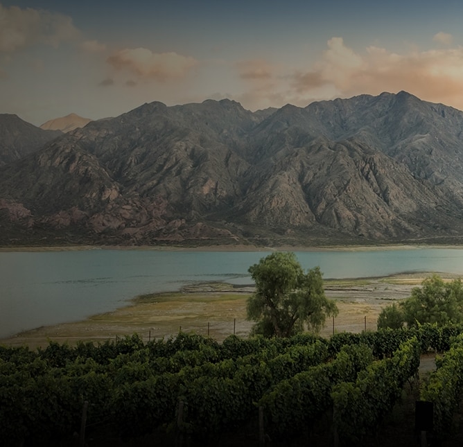 South American Wines