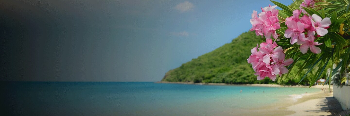Beautiful flowers along the coast of beaches in Bridgetown, Barbados