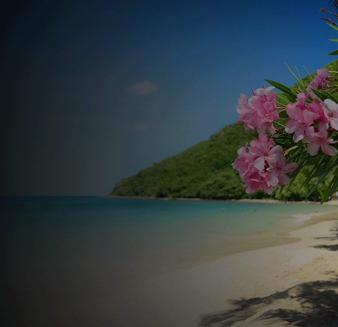 Beautiful flowers along the coast of beaches in Bridgetown, Barbados