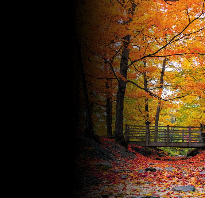 Vibrant Fall Foliage