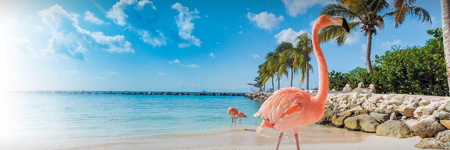 Aruba's Pink Sand Beach
