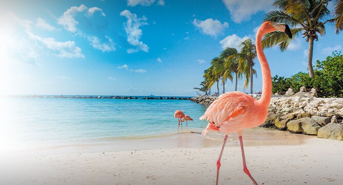 Aruba's Pink Sand Beach