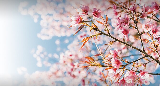 Japan In Bloom