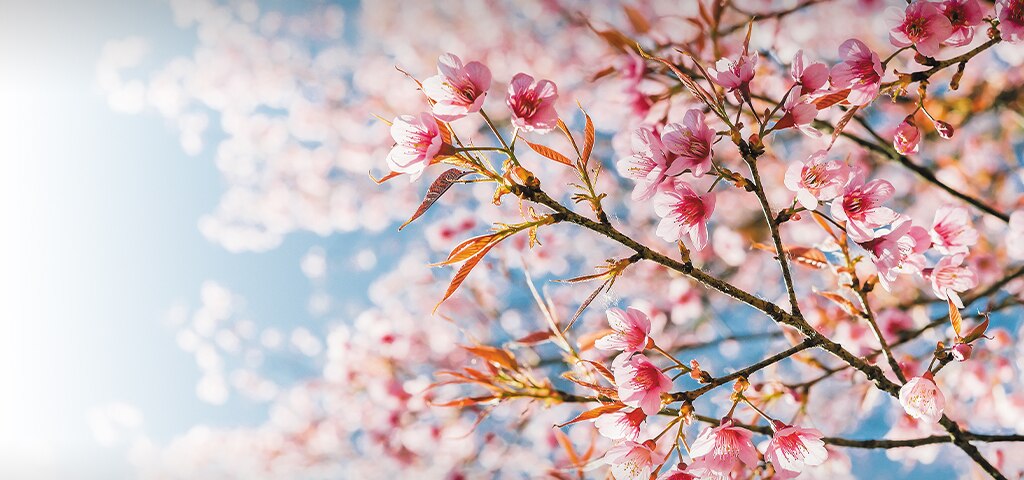 Japan In Bloom