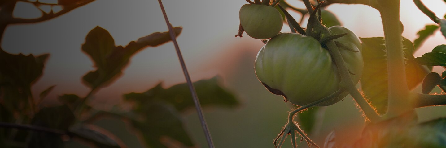 Fresh green tomatoes on the vine
