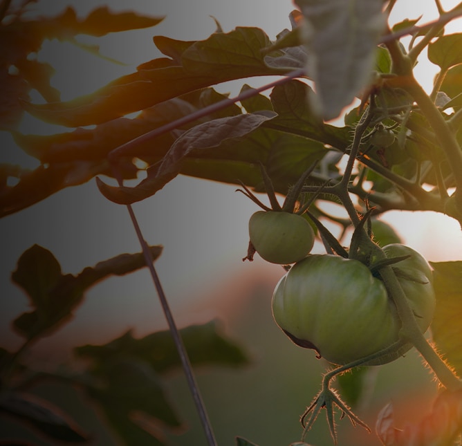 Fresh green tomatoes on the vine