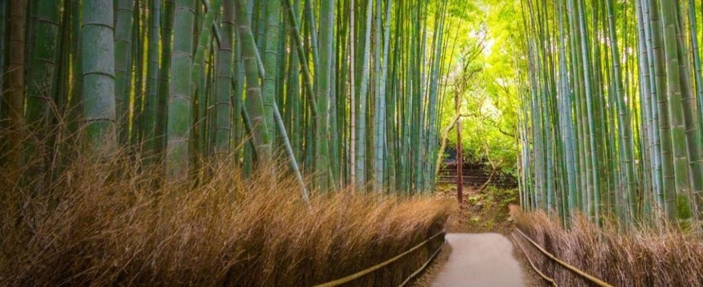 Bamboo trees in Kyoto, Japan