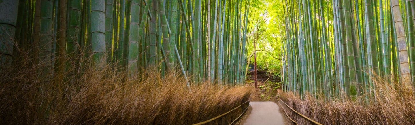 Bamboo trees in Kyoto, Japan