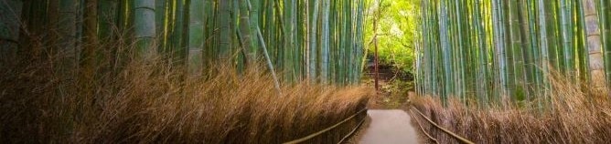 Bamboo trees in Kyoto, Japan