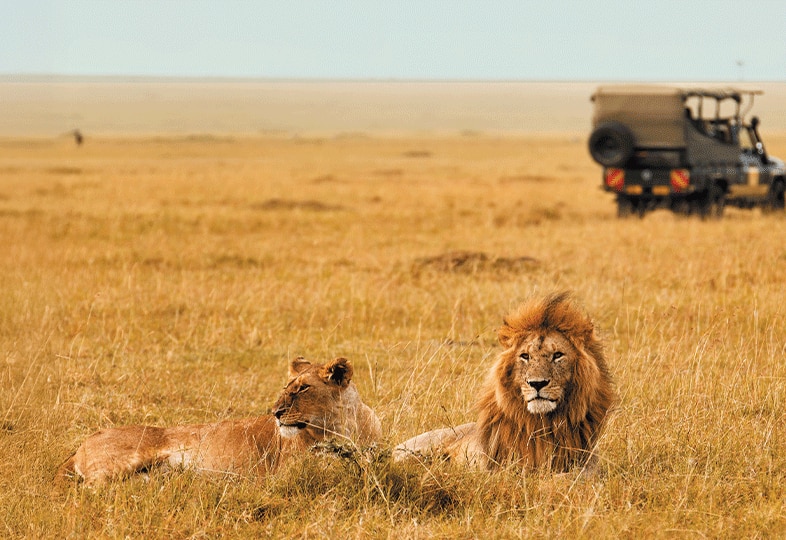Lionness and lionness on African safari