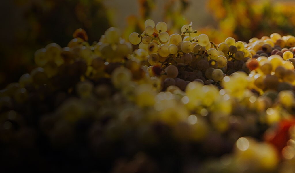 grapes on the vine