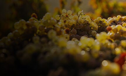 grapes on the vine