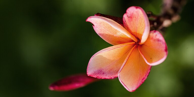 ESCAPE TO THE HEART OF FIJI