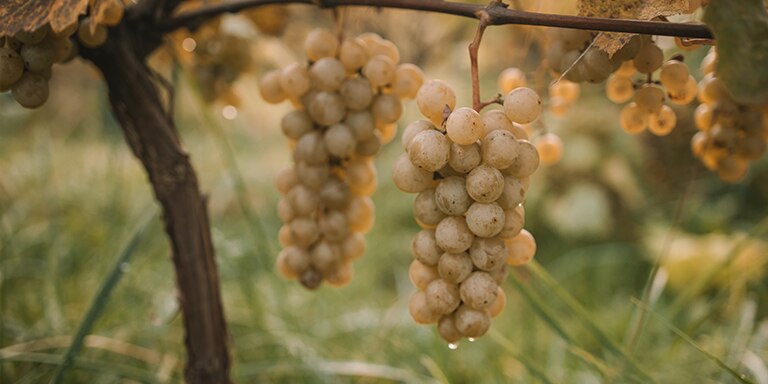 A Day in the Barossa Valley