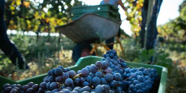 Taormina & Vivera with Etna Doc Wines