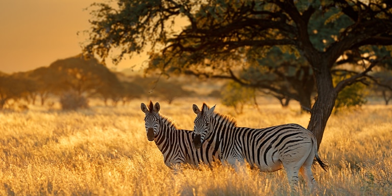 zebras on an African safari